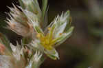 Silver nailwort